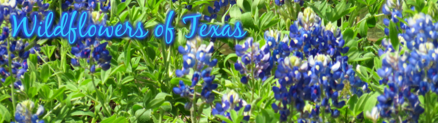 Wildflowers of Texas